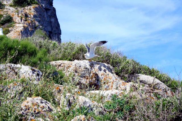 Mallorca - Insel Sa Dragonera