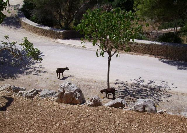 Mallorca - Alcúdia